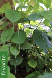 Image result for Ficus abutilifolia