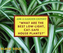 20 indoor and outdoor plants that are safe for cats and dogs. Black Gold Best Low Light House Plants For Cats