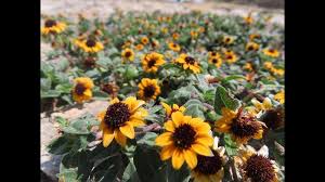 Image result for foto Vitálka