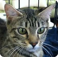 Kitten rescue was founded in the spring of 1997 and has grown to be one of the largest and most respected animal welfare groups in los angeles. 11 Cats Ideas Cats Tabby Bengal
