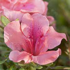 How encore™ azaleas are different. Pin On Nyc Plants