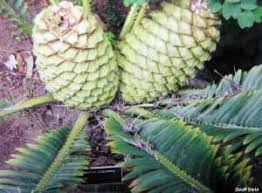 Image result for Encephalartos schmitzii