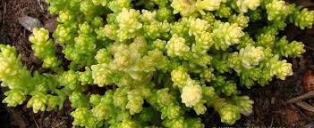 Wallpepper is a ideal groundcover for dry and. Sedum Yellow Moss Sedum Sedum Acre Yellow Queen