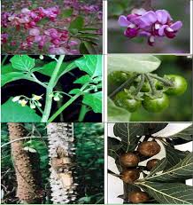 Image result for Microglossa densiflora