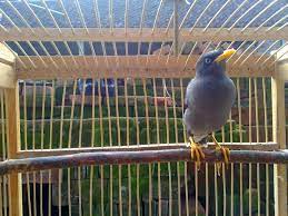 Suara burung jalak kerbau ngoceh | pancingan jalak kebo mp3 duration 5:13 size 11.94 mb / cemplon 25 1. Membedakan Jenis Burung Jalak Kerbau Betina Dan Jantan