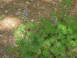 Showy, elongate clusters of purple. Lupinus Perennis Sundial Lupine Go Botany