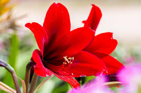 National anthems & patriotic songs. Amaryllis Infomaison