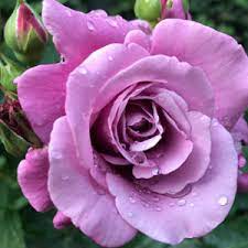 Rose Blue Moon - Garden Express