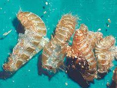 Carpet beetles are cariophites, which means they live on dead organic materials. 14 Best Carpet Beetle Ideas Carpet Bugs Beetle Carpet