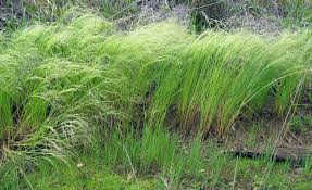 Image result for Agrostis continuata