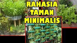 Bertanam sayuran di lahan sempit. Tis Cara Tanam Lahan Sempit Untung Selangit Sawi Cabe Tomat Terong Growing Plant In Small Garden Youtube