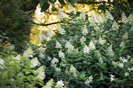 David loves to share his passion for gardening and help others delight in the wonders of growing and caring for incredible plants. How To Grow Shrubby Hydrangeas Rhs Gardening