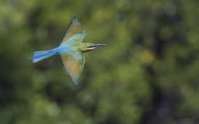 Image result for Philenoptera bussei