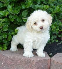 Florida pups is a florida dog breeder of designer puppies and small non shedding dogs with puppies for sale in florida and tampa, lakeland, orlando, fort myers, venice, punta gorda, fort lauderdale, saint petersburg, clearwater, spring hill, bradenton, miami, lakewood ranch, sarasota, brandon. Cockapoo Breeder Florida