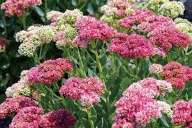 Pink succulents are just exquisite to look at and they change colors depending on the amount and intensity of light they receive. Sedum Stonecrop How To Plant Grow And Care For Sedum Plants The Old Farmer S Almanac