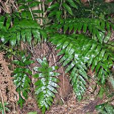 Image result for Asplenium uhligii