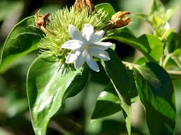 Image result for Jasminum multiflorum