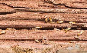 From radar pest control by nazmun pestradar.com. How To Get Rid Of Termites The Home Depot