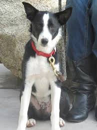 Mcnab Dog Mcnab Dog Dog List Herding Dogs