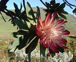 Image result for Protea welwitschii × angolensis