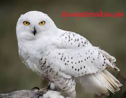 Meskipun begitu, suara burung celepuk merah lebih sering terdengar dibandingkan burung hantu pada umumnya. Burung Hantu Putih Jenis Makanan Asal Harga Vitamin Indukan Obat Cara