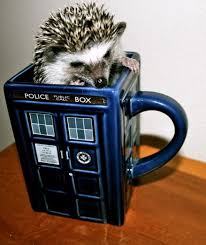 Hedgehog Hedgehog Good Doctor Wibbly Wobbly Timey Wimey Stuff