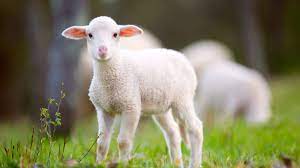 See a rich collection of animals wildlife images, photos or vectors for any project. Laws That Protect Animals Animal Legal Defense Fund