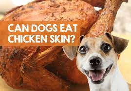 Can dogs eat grilled chicken. Can Dogs Eat Chicken Skin Raw Fried Cooked Is Bad Safe