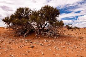 Image result for Boscia foetida