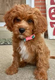 Ginger The Cavapo Puppy Days Puppy Day Cavapoo Puppies