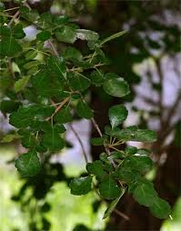 Image result for Commiphora africana