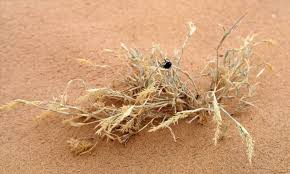 Image result for Centropodia