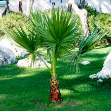 Le fabricant, les revendeurs, les meilleurs prix. Washingtonia Planter Et Entretenir Ooreka