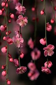 All Pink Flowers Are Beautiful And With Meanings Of Their Own So Which Do You Prefer Beautiful F Beautiful Pink Flowers Small Pink Flowers Beautiful Flowers