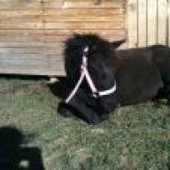 125219999 product rating is 4.7 4.7 (109) see price at checkout was save bulk price free in store. Building Weight Topline Omolene Feed The Horse Forum
