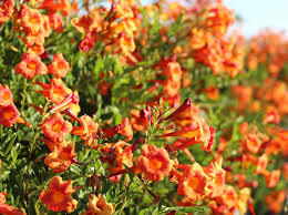 Image result for Tecoma