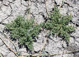 Image result for Cressa cretica