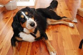 This means they are not considered a purebred dog or a designer dog breed. Top 12 Unbelievable Border Collie Mixes Breeds Cross Breeds