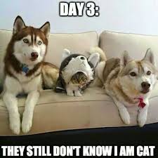 3d Your Favorite Image At Plart Net Funny Cat Memes Funny Dogs Cute Funny Animals