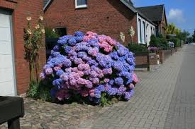 Warum die hydrangea so beliebt ist. Hortensien Die Farbexplosion Fur Deinen Garten