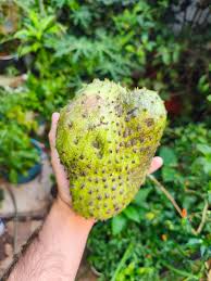 Una de mis frutas favoritas es la guanábana, no es muy dulce y eso la hace  refrescante, ideal para aguas frescas, helados o dulces, gracias a su aroma  característico es muy valorada
