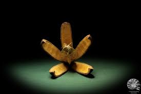 Image result for Entandrophragma caudatum