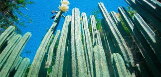 El cactus san pedro también es conocido como, wachuma, huachuma, agua colla, gigantón, etc. Modos De Preparacion Te Hervir El San Pedro Wachuma Facebook