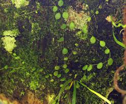 Image result for Peperomia bangroana