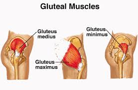Weak Gluteus Muscles and Lower Back Pain - Restore Health & Wellness