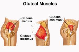 Since the all the back muscles originate in embryo (fetus) form by function: Weak Gluteus Muscles And Lower Back Pain Restore Health Wellness