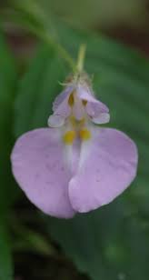 Image result for Impatiens burtonii
