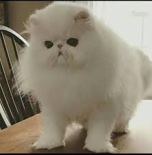 Pin By Ellen Burch On Persian Persuasion Long Haired Cats Beautiful Cats Persian Cat