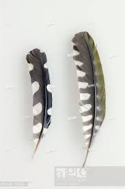 Great Spotted Woodpecker And Green Woodpecker Feathers Of Arm Wings Dendrocopos Major Picoides Major Sto Spotted Woodpecker Woodpecker Art Green Woodpecker