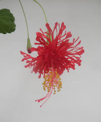 Image result for Hibiscus noldeae